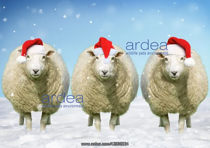  : Sheep - Three ewes standing in the snow wearing red Santa Ch