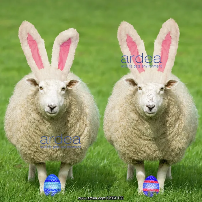 : Sheep - Two Ewes wearing Easter bunny ears : Sheep - Two Ewes wearing Easter bunny ears