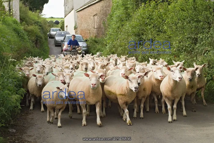  : Sheep and farmer in road holding up traffic