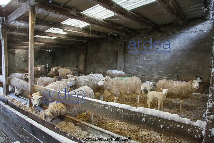  : Sheep - in farmers sheepfold  /  pen in winter