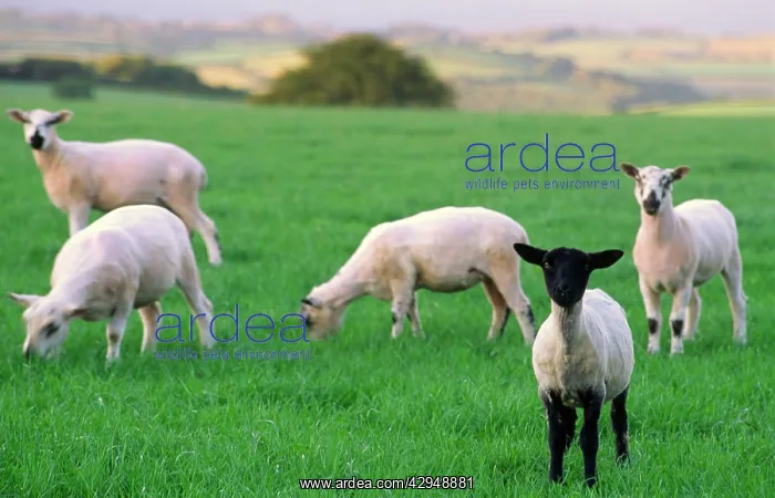 : sheep farming - newly shorn flock of lambs, one : sheep farming - newly shorn flock of lambs, one