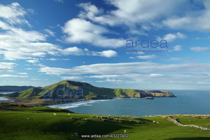  : Sheep, farmland, Allans Beach and Mt Charles