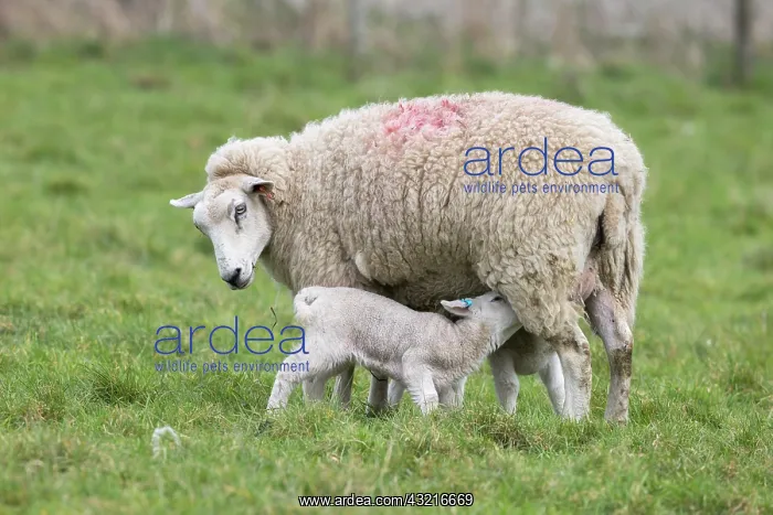 : Sheep feeding her lamb in spring - GB : Sheep feeding her lamb in spring - GB