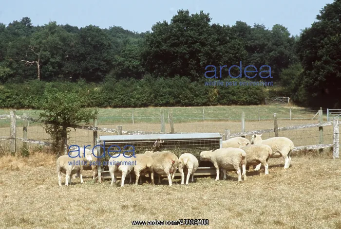 : SHEEP - feeding during summer drought : SHEEP - feeding during summer drought