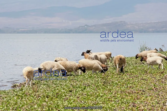 : Sheep feeding on water hyacinth : Sheep feeding on water hyacinth