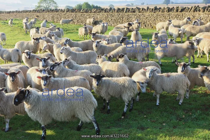 : Sheep are fenced in by stone walls in Cotswolds : Sheep are fenced in by stone walls in Cotswolds