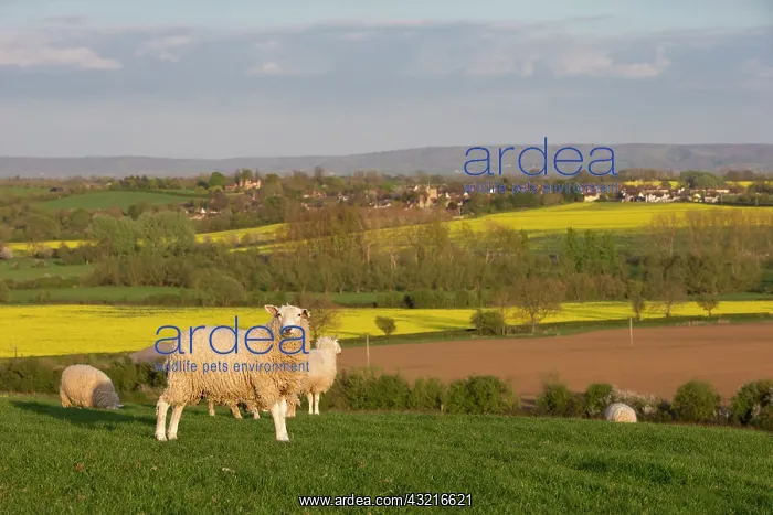 : Sheep in a field in the British countryside at spring Bucks : Sheep in a field in the British countryside at spring Bucks
