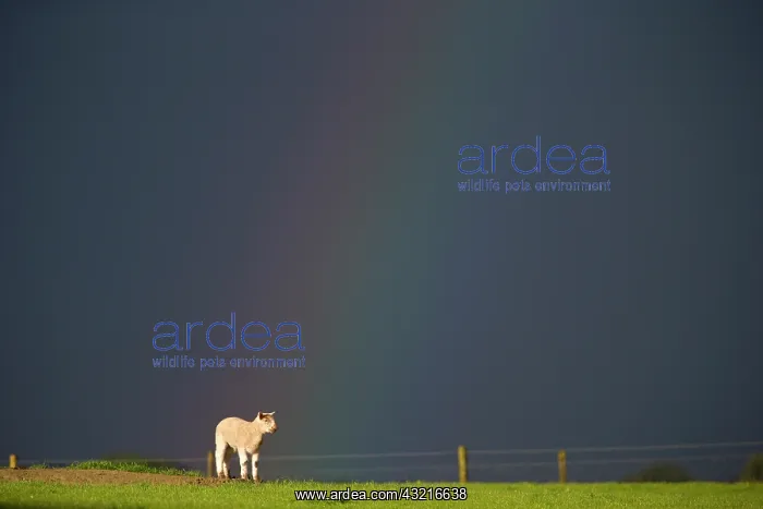 : Sheep in a field with a rainbow at spring - GB : Sheep in a field with a rainbow at spring - GB