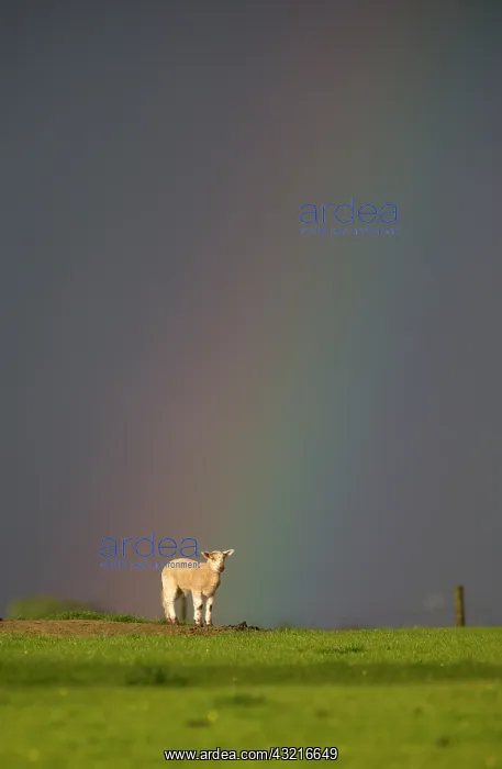 : Sheep in a field with a rainbow at spring - GB : Sheep in a field with a rainbow at spring - GB
