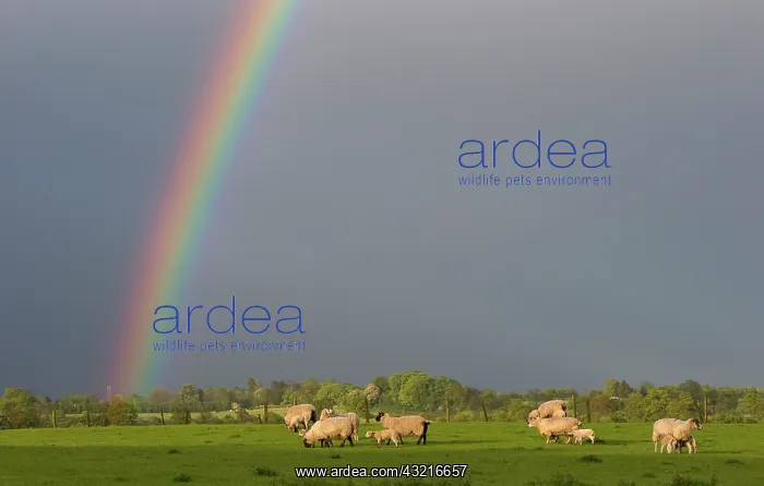 : Sheep in a field with a rainbow at spring - GB : Sheep in a field with a rainbow at spring - GB