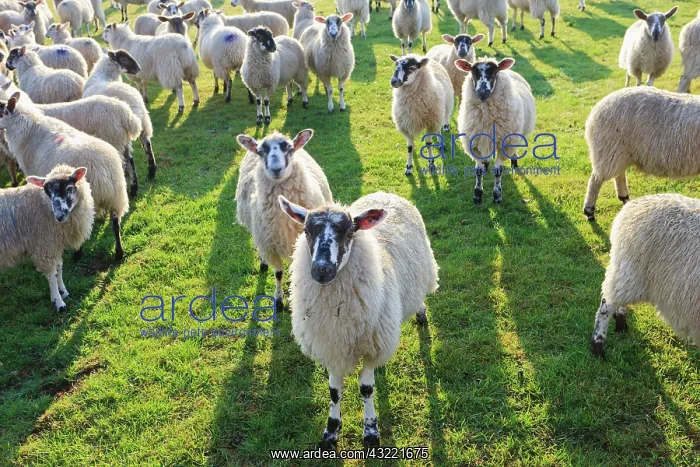 : Sheep are everywhere in the fields of Cotswolds : Sheep are everywhere in the fields of Cotswolds