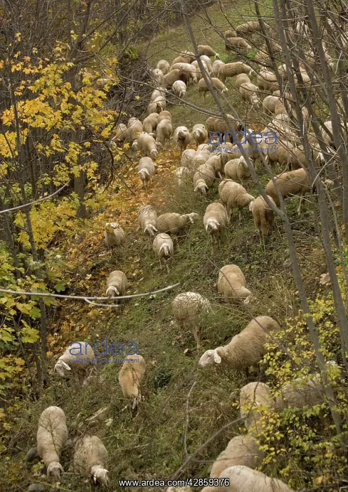 : Sheep flock in glade amongst trees in autumn : Sheep flock in glade amongst trees in autumn