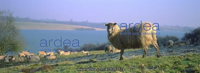 : Sheep - flock on lakeside pasture : Sheep - flock on lakeside pasture