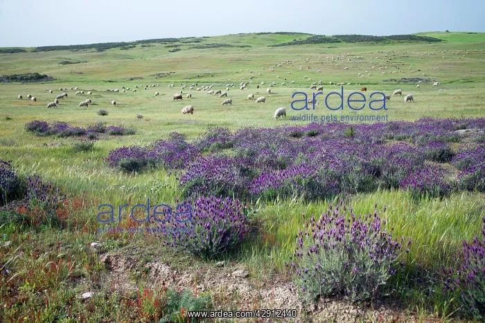 : Sheep - flock of Merino grazing on hill land : Sheep - flock of Merino grazing on hill land