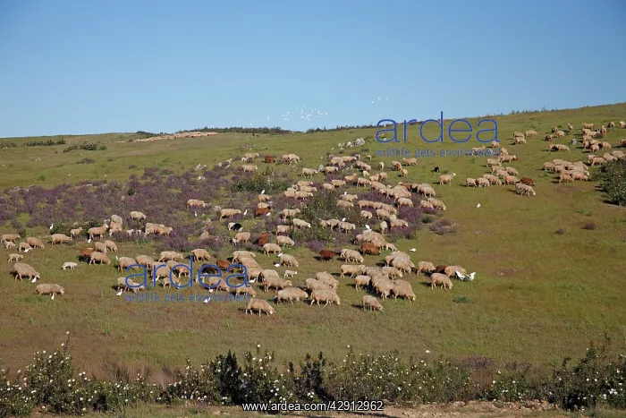 : Sheep - flock of Merino grazing on hill land : Sheep - flock of Merino grazing on hill land