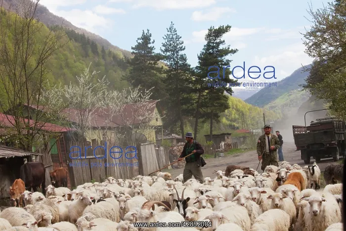 : Sheep flock and shepherds on pass in the Gudani : Sheep flock and shepherds on pass in the Gudani