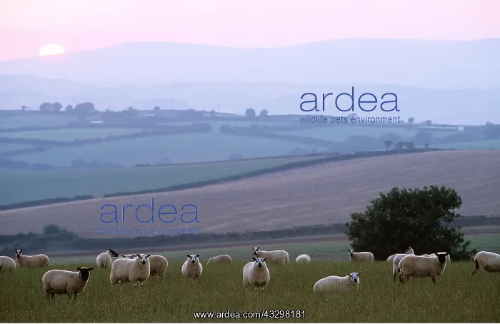 : SHEEP - FLOCK AT SUNDOWN : SHEEP - FLOCK AT SUNDOWN