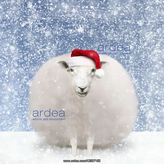 : Sheep, fluffy white snowball with Christmas hat : Sheep, fluffy white snowball with Christmas hat