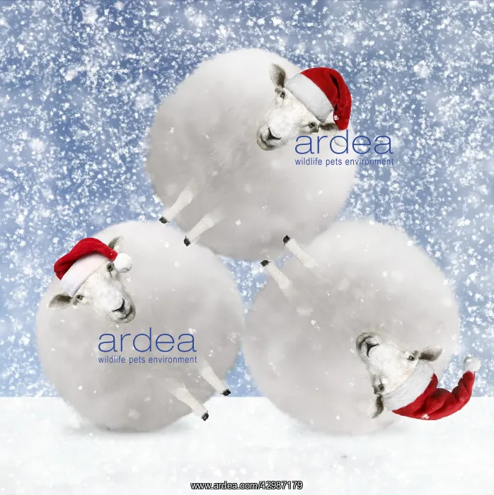 : Sheep, fluffy white snowballs with Christmas : Sheep, fluffy white snowballs with Christmas