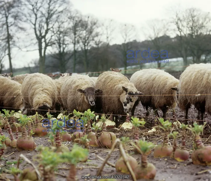 : Sheep foraging : Sheep foraging