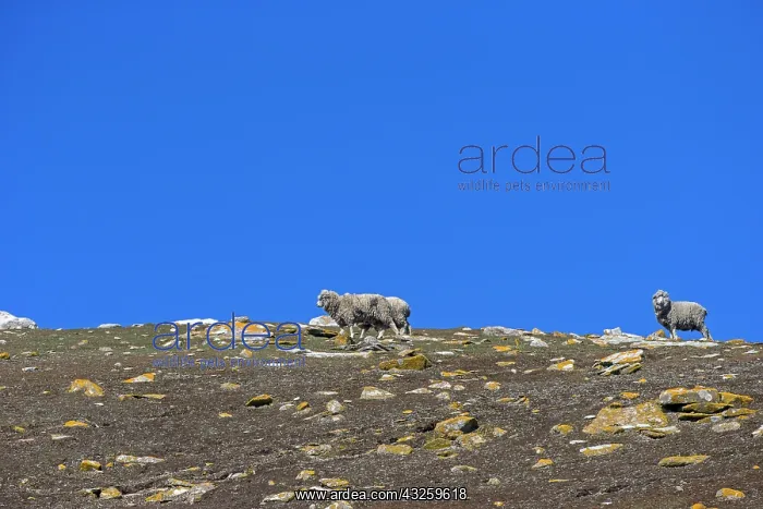 : Sheep free on the moor - Falklands Saunders Island : Sheep free on the moor - Falklands Saunders Island