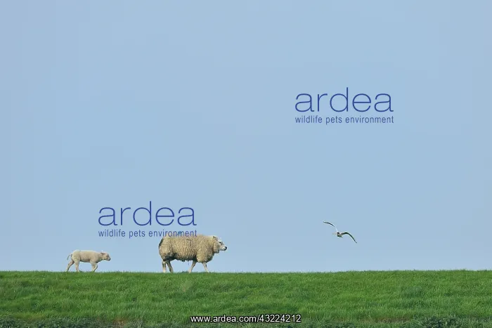 : Sheep in the grass and headed Gull in flight-Texel Netherlan : Sheep in the grass and headed Gull in flight-Texel Netherlan