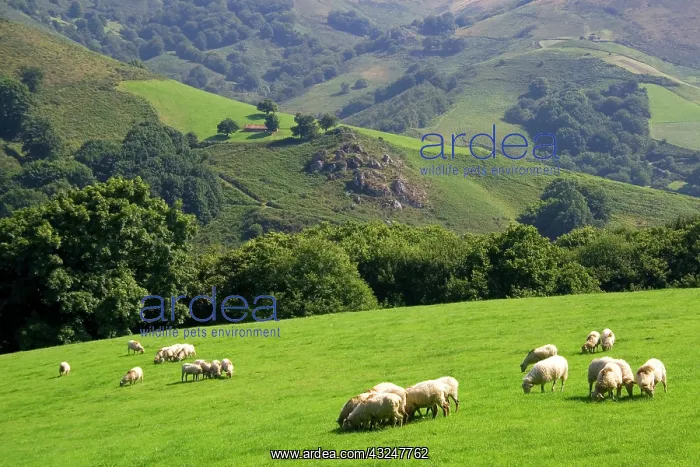 : Sheep graze on rural farmland in the Baztan : Sheep graze on rural farmland in the Baztan