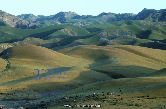 : Sheep graze on scarcely grassed slopes - foothills : Sheep graze on scarcely grassed slopes - foothills