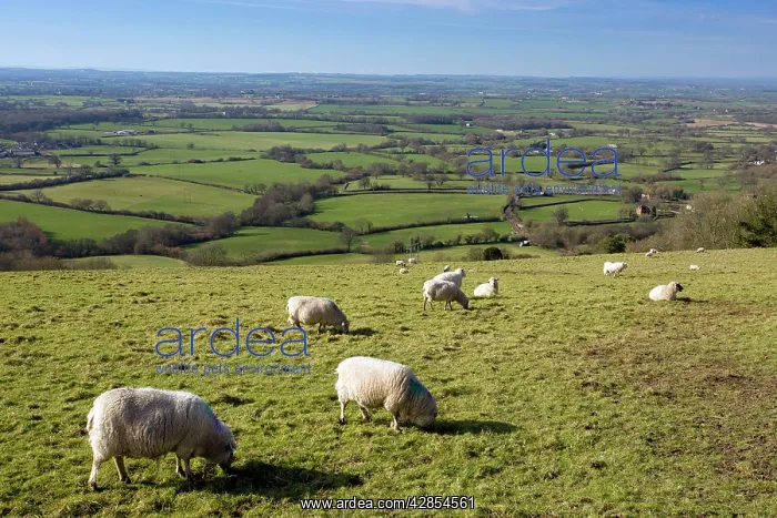 : Sheep - grazing : Sheep - grazing
