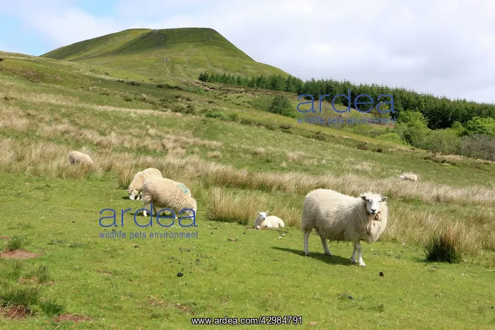 : Sheep - grazing : Sheep - grazing
