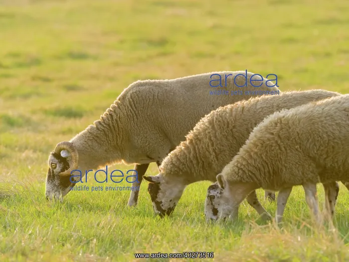  : Three sheep grazing