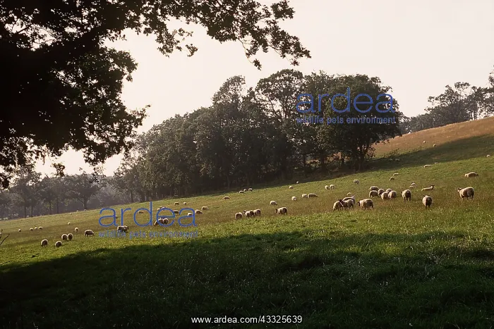 : Sheep - Grazing : Sheep - Grazing