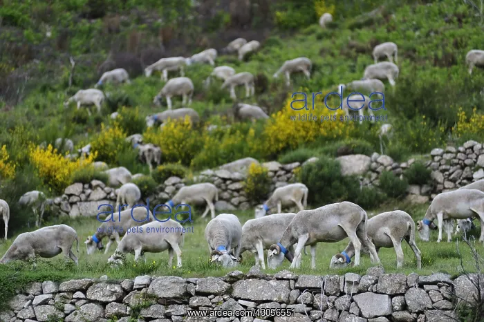 : Sheep grazing and broom flowers Cevennes France : Sheep grazing and broom flowers Cevennes France