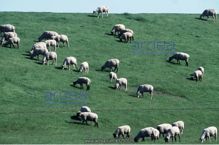 : SHEEP - grazing on dyke : SHEEP - grazing on dyke