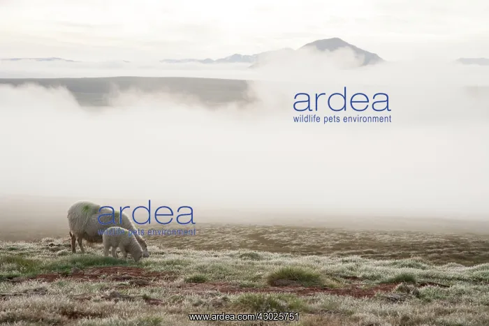 : Sheep - grazing with early morning mist : Sheep - grazing with early morning mist