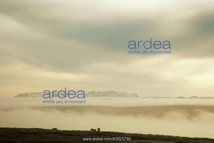 : Sheep - grazing with early morning mist : Sheep - grazing with early morning mist