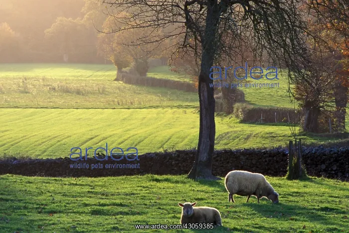 : Sheep grazing in a fenced hedges Indre France : Sheep grazing in a fenced hedges Indre France