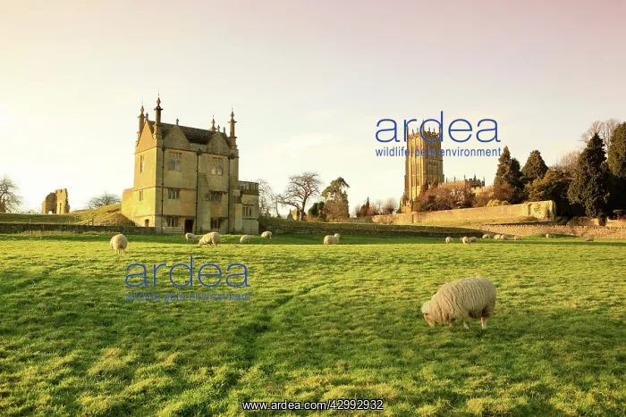 : Sheep - grazing in field by the church and the : Sheep - grazing in field by the church and the