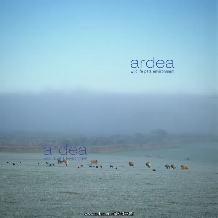  : Sheep grazing in frosty pasture