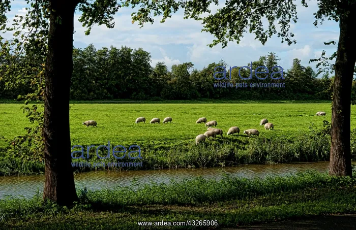 : Sheep grazing green farmland of Edam, the : Sheep grazing green farmland of Edam, the