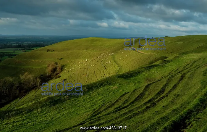 : Sheep grazing on Hambledon Hill, a prehistoric m : Sheep grazing on Hambledon Hill, a prehistoric m