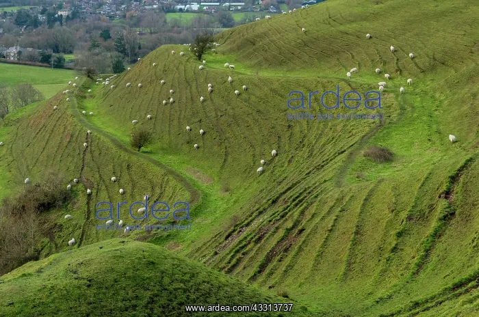 : Sheep grazing on Hambledon Hill, a prehistoric m : Sheep grazing on Hambledon Hill, a prehistoric m
