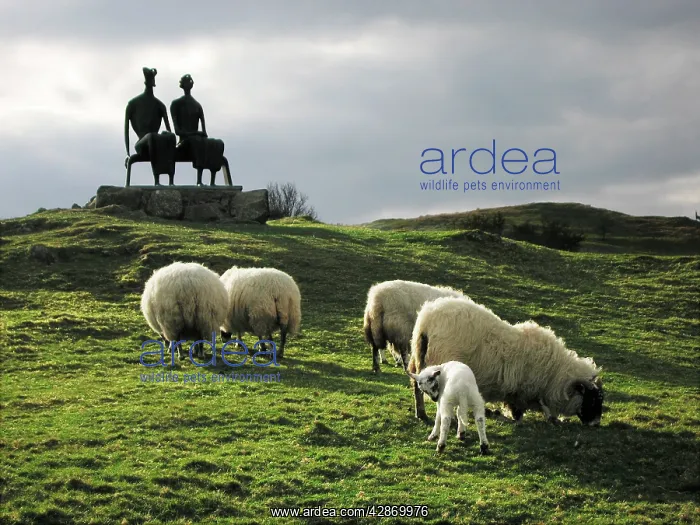 : Sheep - grazing before the Henry Moore sculpture : Sheep - grazing before the Henry Moore sculpture