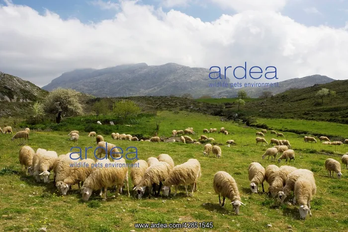 : Sheep grazing in high pastures : Sheep grazing in high pastures