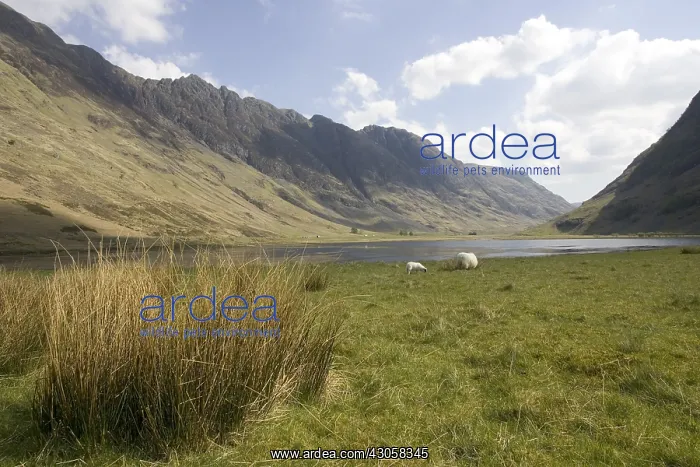 : Sheep grazing in a Highlands landscape Scotland UK : Sheep grazing in a Highlands landscape Scotland UK