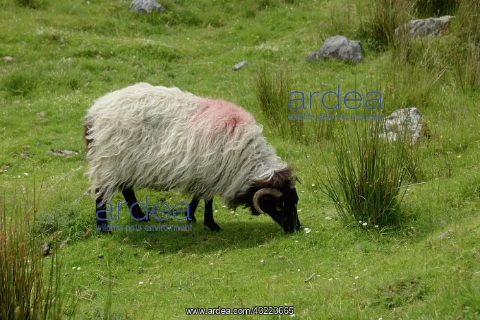 : Sheep grazing in an irish meadow : Sheep grazing in an irish meadow