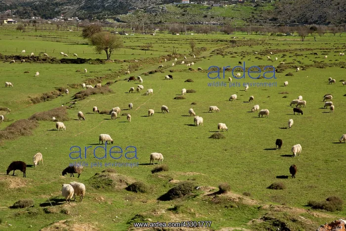 : Sheep grazing on the Lassithi plateau in spring : Sheep grazing on the Lassithi plateau in spring