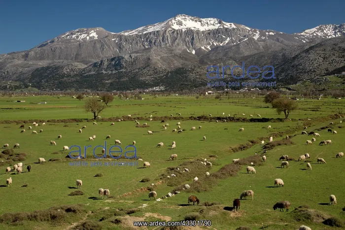 : Sheep grazing on the Lassithi plateau in spring : Sheep grazing on the Lassithi plateau in spring