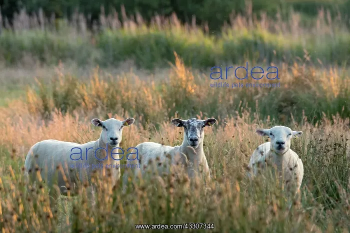 : Sheep on grazing marsh - Norfolk UK : Sheep on grazing marsh - Norfolk UK