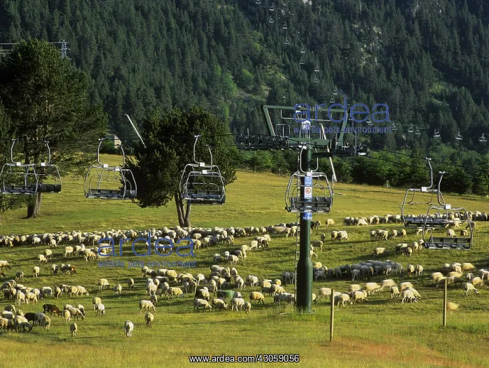 : Sheep grazing in a meadow with chairlifts La Molina Spain : Sheep grazing in a meadow with chairlifts La Molina Spain